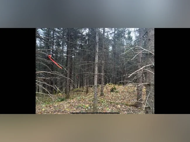Lot à bois thumbnail 8