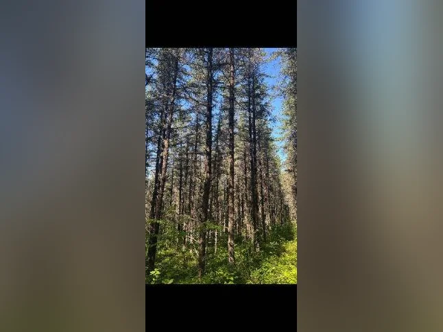 Lot à bois thumbnail 3