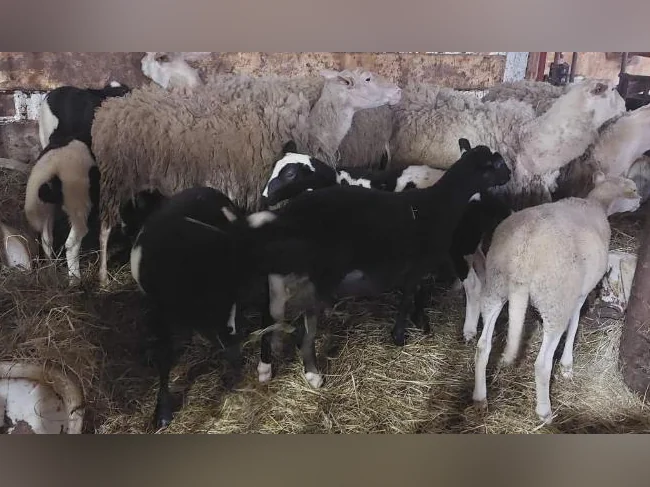 Agneaux mâles et femelles, moutons, brebis thumbnail 3