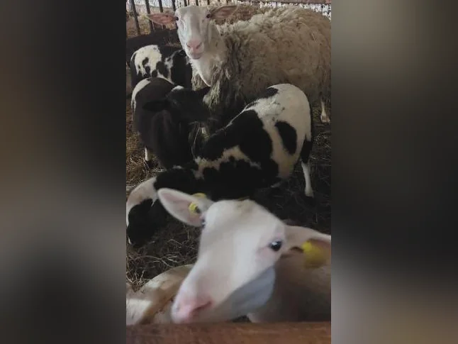 Agneaux mâles et femelles, moutons, brebis thumbnail 2