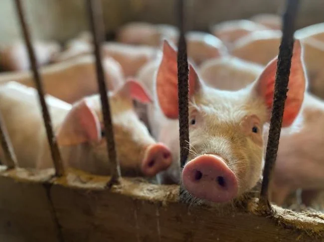 Porcelet/ Cochon/ Pig/ Piglets thumbnail 2