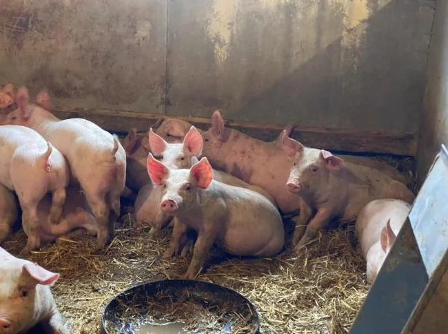 Porcelet/ Cochon/ Pig/ Piglets thumbnail 4
