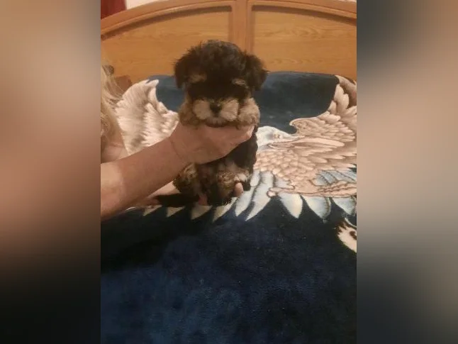 Chien Morkie 10 semaines thumbnail 2