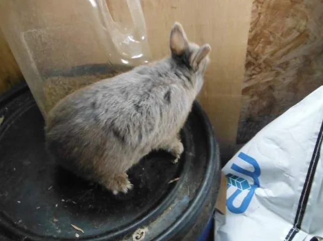 2 lapin nain mall gris et femelle beige de 2 ans A DONNER A FARNHAM