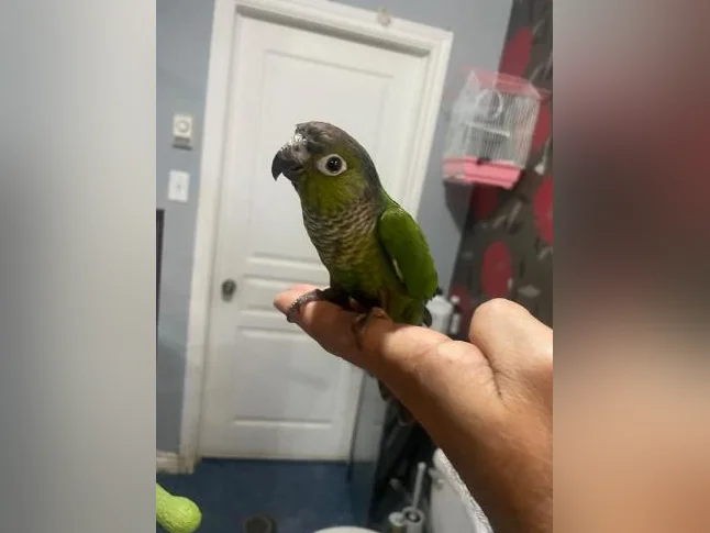 Bébé Conure black-out joue verte thumbnail 7