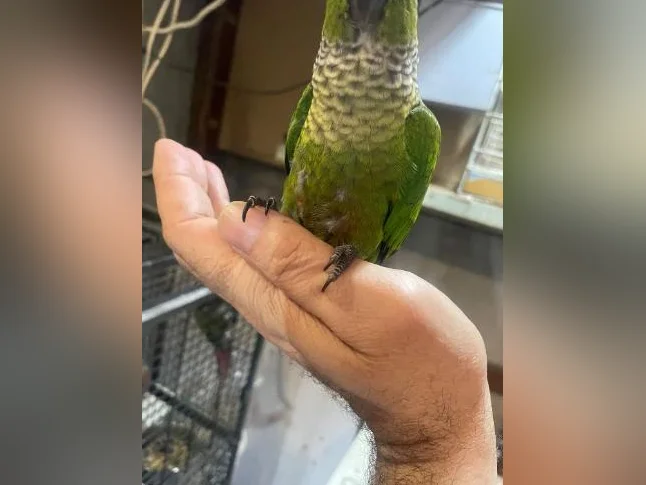 Bébé Conure black-out joue verte thumbnail 6