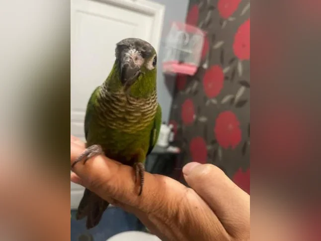 Bébé Conure black-out joue verte thumbnail 10