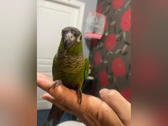 Bébé Conure black-out joue verte