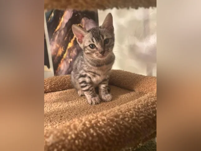 Bengal silver thumbnail 3