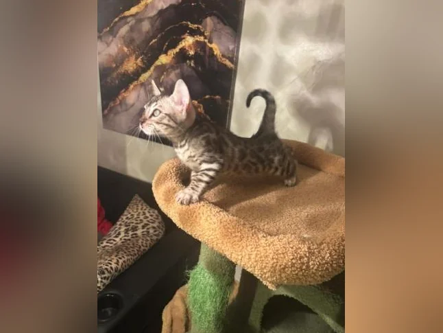 Bengal silver thumbnail 2