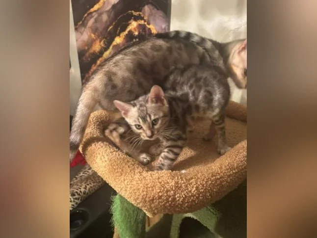 Bengal silver thumbnail 8