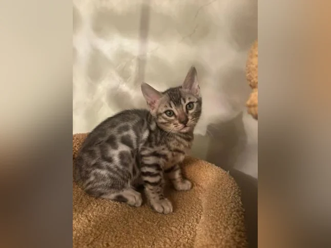 Bengal silver thumbnail 9