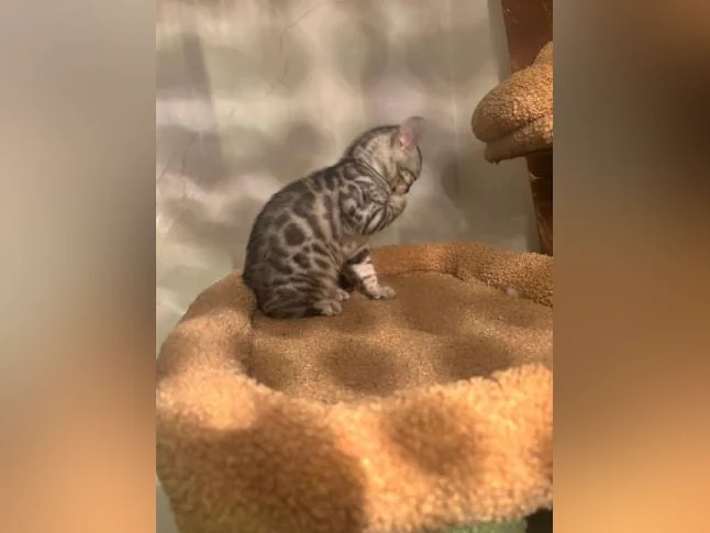 Bengal silver thumbnail 4