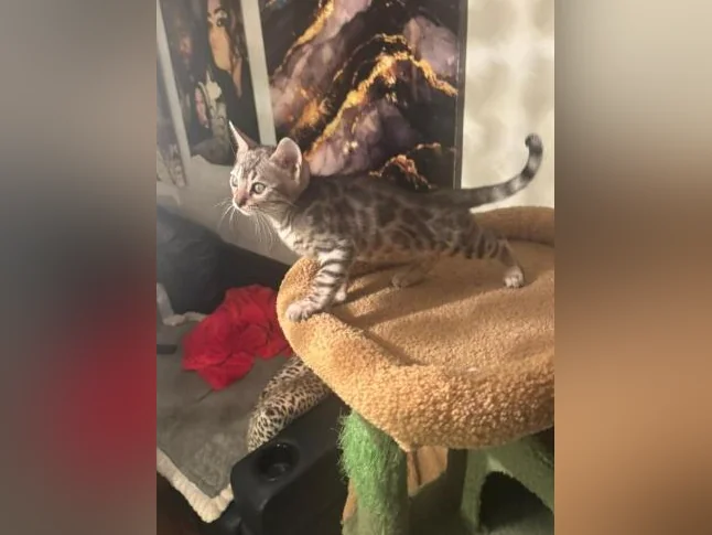 Bengal silver