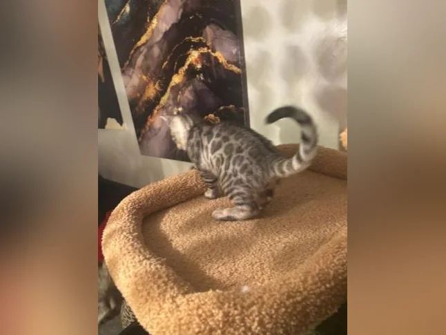 Bengal silver thumbnail 7