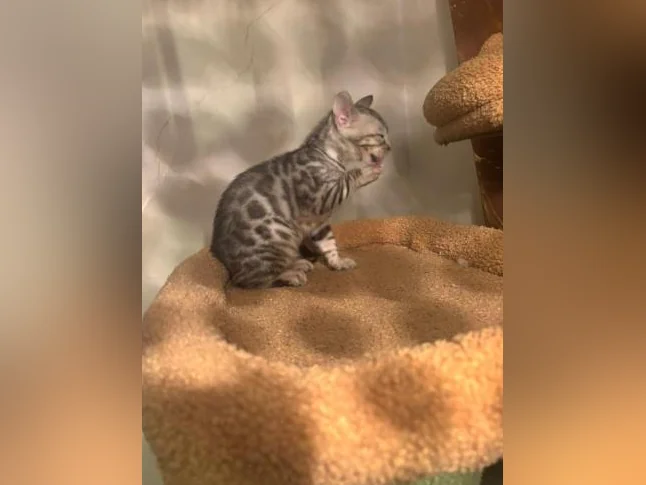 Bengal silver thumbnail 5