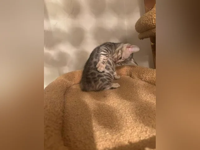 Bengal silver thumbnail 10
