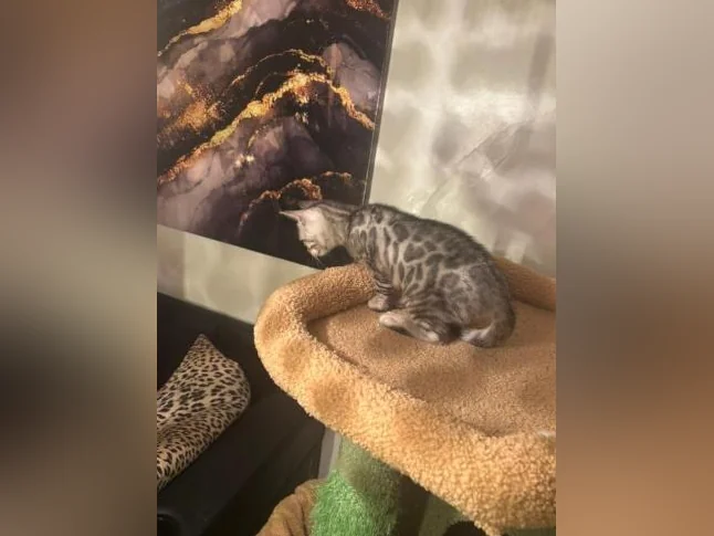 Bengal silver thumbnail 6