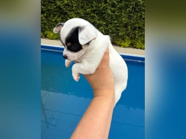 Chihuahua thumbnail 10