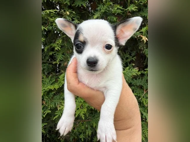 Chihuahua thumbnail 7