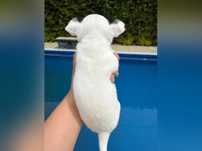 Chihuahua thumbnail 9