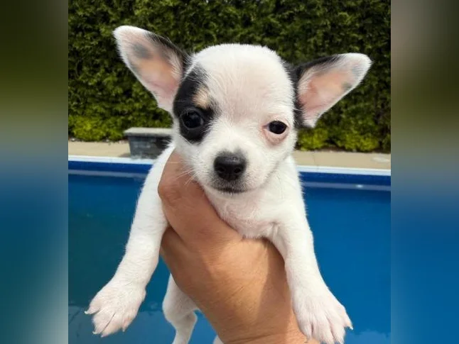 Chihuahua thumbnail 6