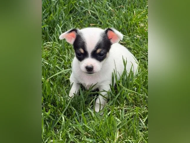 Chihuahua thumbnail 2