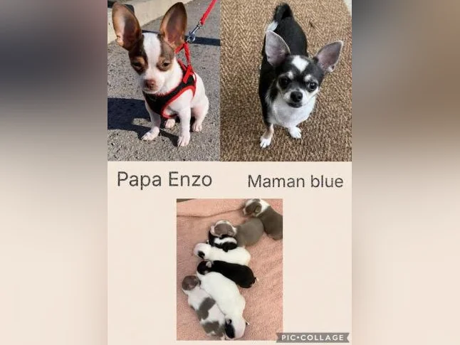 Chihuahua