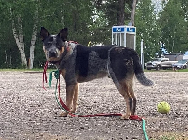 Chien bouvier a donner 819-616-9178 thumbnail 5