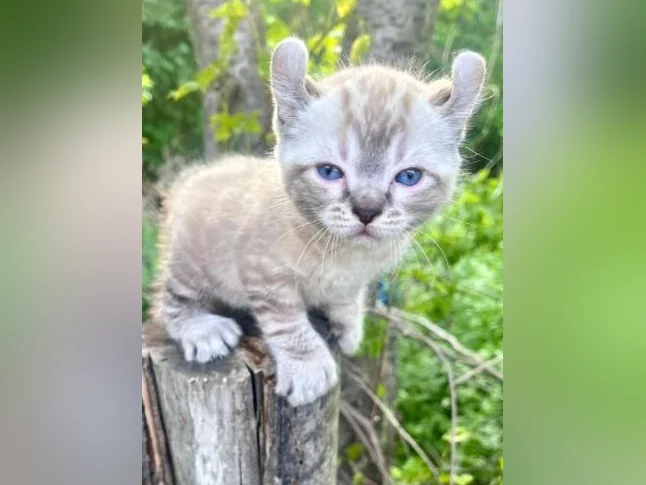 Highland Lynx