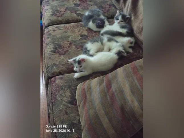 Chatons adorable thumbnail 2