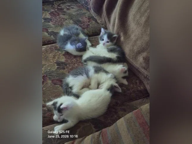 Chatons adorable thumbnail 3