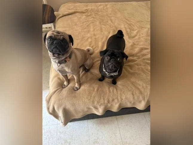 Chiot pug/carlin 5semaine thumbnail 5