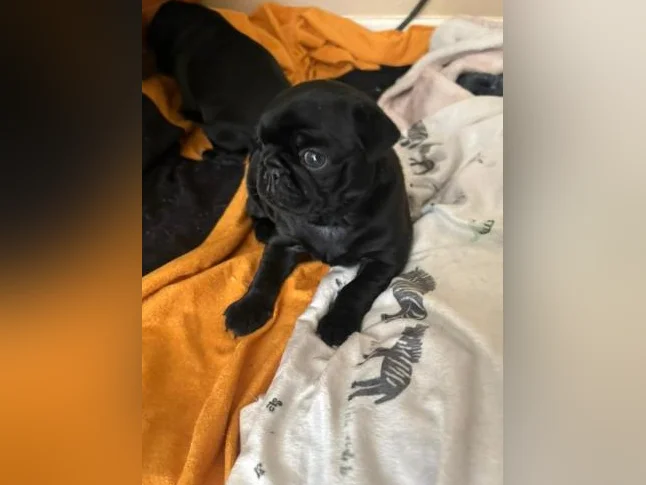 Chiot pug/carlin 5semaine thumbnail 3