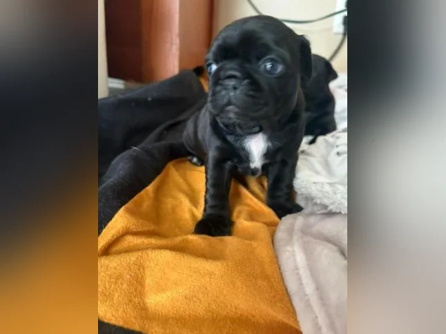 Chiot pug/carlin 5semaine thumbnail 2