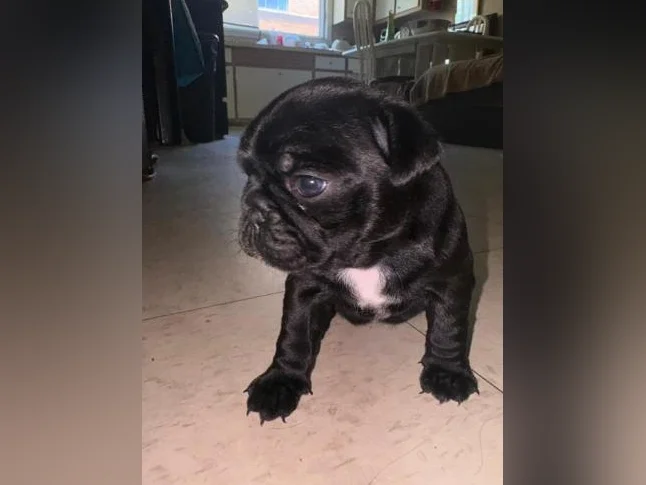 Chiot pug/carlin 5semaine