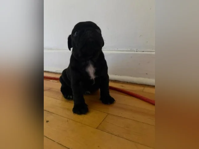 Chiot pug/carlin 5semaine thumbnail 4