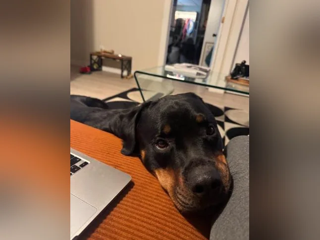 Rottweiler mâle à vendre thumbnail 4