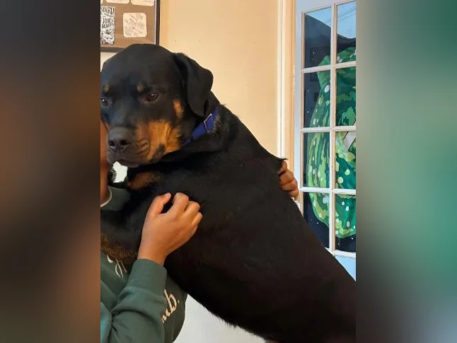 Rottweiler mâle à vendre thumbnail 5