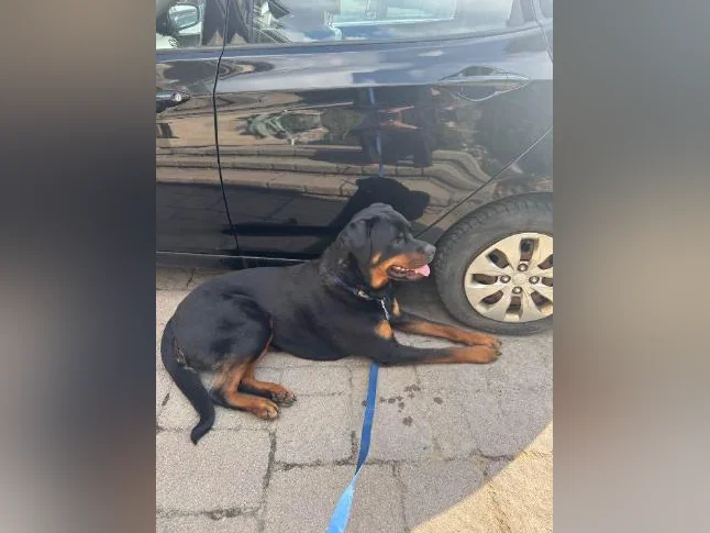 Rottweiler mâle à vendre thumbnail 3
