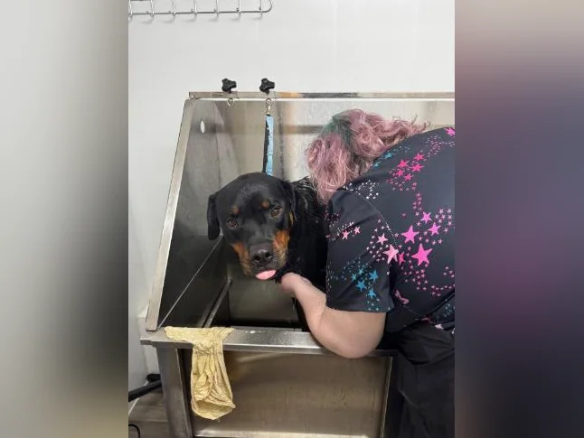 Rottweiler mâle à vendre thumbnail 7