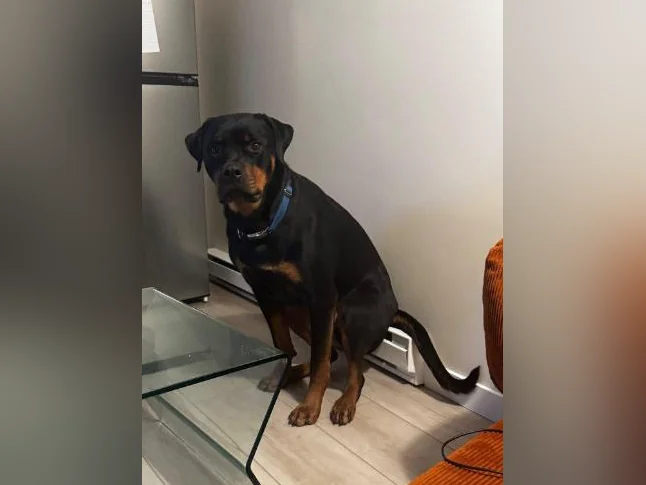 Rottweiler mâle à vendre thumbnail 6