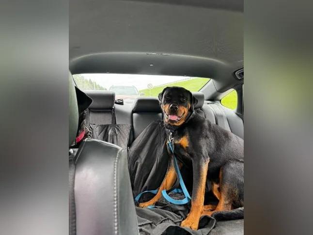 Rottweiler mâle à vendre thumbnail 9