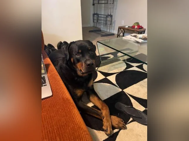 Rottweiler mâle à vendre thumbnail 2