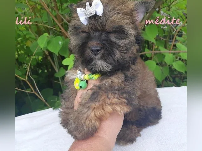 💖💖` RESERVER A PIERRETTE.... YORKSHIRE sable ocean pearl femelle cherche bon foyer calme thumbnail 6