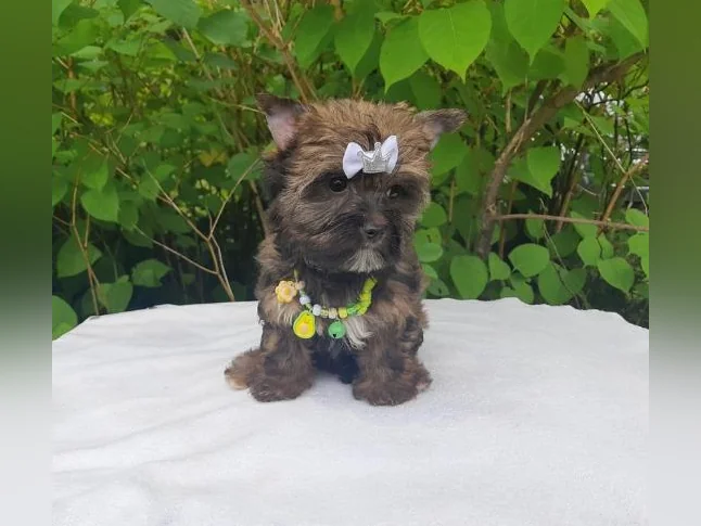 💖💖` RESERVER A PIERRETTE.... YORKSHIRE sable ocean pearl femelle cherche bon foyer calme