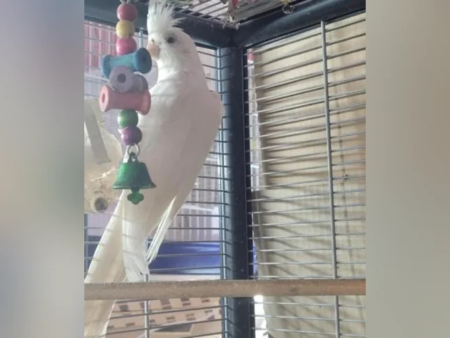 Mâle cockatiel prouvé