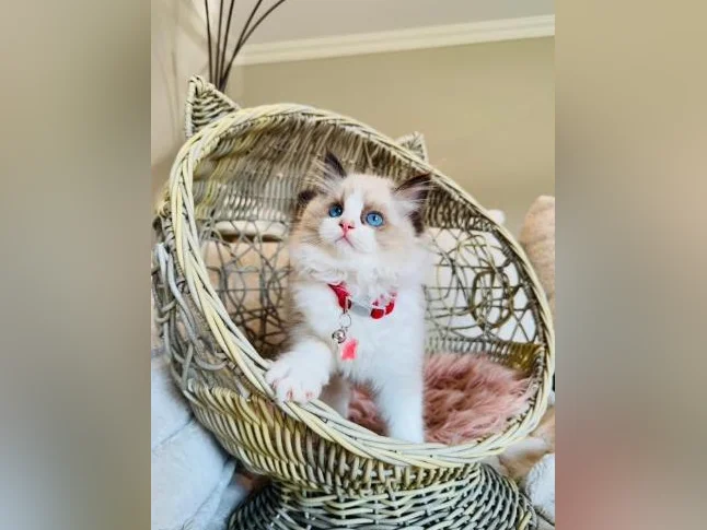 Chatons Ragdoll ( pure race ) très bonne qualité ( femelle et mâle ) thumbnail 5