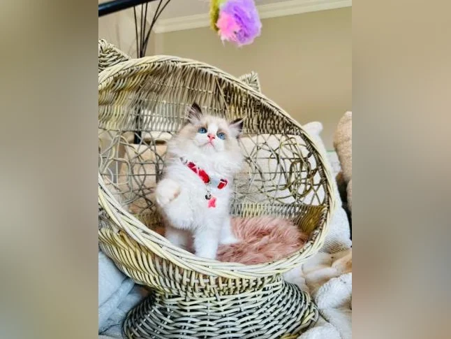 Chatons Ragdoll ( pure race ) très bonne qualité ( femelle et mâle ) thumbnail 3