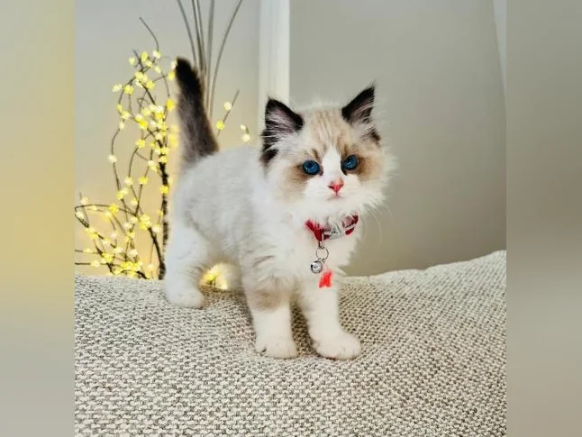 Chatons Ragdoll ( pure race ) très bonne qualité ( femelle et mâle ) thumbnail 2